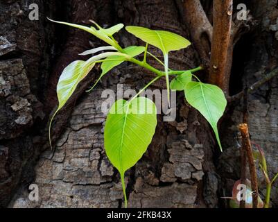 a close shot of banyan trees fresh green leaves isolated on tree trunk Stock Photo