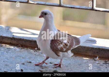Cute young pigeon standing on the balcony on a sunny spring day and looking in camera. Dove of the Djulija breed with brown wings Stock Photo