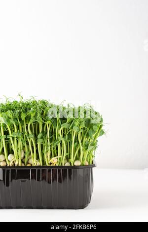 Sprouted pea sprouts in a plastic box on a white background, organic healthy microgreens Stock Photo
