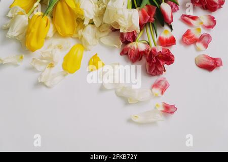 Photo of withered dried yellow, red and white tulips, after the holiday. copyspace. Stock Photo