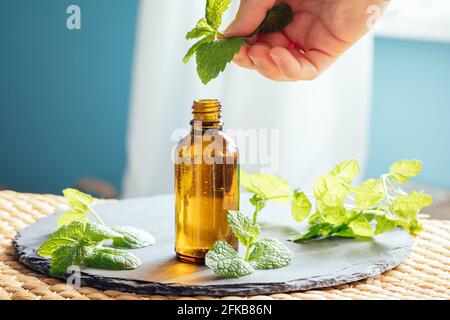 Hand holding peppermint leaves with mint or peppermint essential oil in a glass bottle used as an alternative medicine in aromatherapy or diluted in a Stock Photo