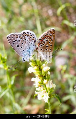 Butterflies mating on a flower Stock Photo