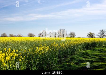 A stunning field of Rapeseed (Brassica napus subsp. napus) beneath a deep blue sky and wispy cloud during May in Faringdon, Oxfordshire, UK Stock Photo