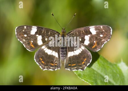 map butterfly, summer form (Araschnia levana f. prorsa), sitting on a leaf, dorsal view, Austria Stock Photo