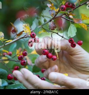 English hawthorn, midland hawthorn (Crataegus laevigata, Crataegus oxyacantha), fruits are picked , Germany Stock Photo
