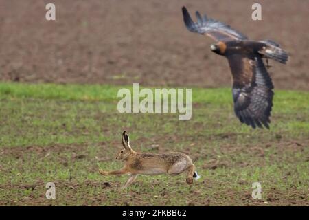 European hare, Brown hare (Lepus europaeus), chasing a brown hare, brown hare escapes successfully, falconry, Germany, Bavaria, Niederbayern, Lower Stock Photo