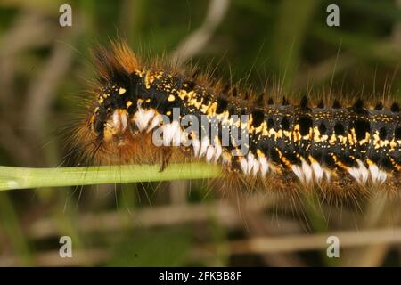 The Drinker (Philudoria potatoria, Euthrix potatoria), caterpillar, Austria Stock Photo