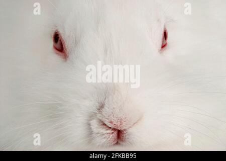 Angora rabbit (Oryctolagus cuniculus f. domestica), white young rabbit, portrait Stock Photo