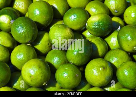 lime fruit (Citrus aurantifolia), fresh limes Stock Photo