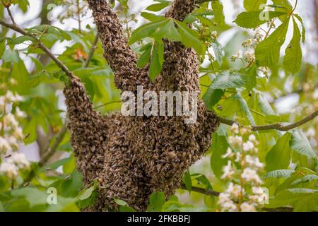 honey bee, hive bee (Apis mellifera mellifera), bee swarm on a tree in shape of a sloth, Germany, Bavaria, Niederbayern, Lower Bavaria Stock Photo