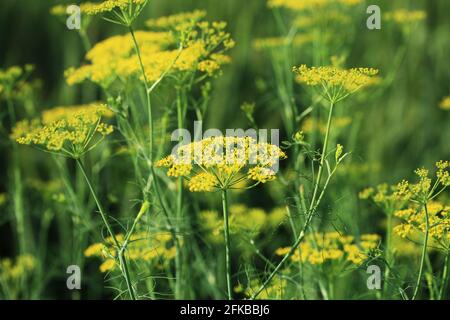 Dill (Anethum graveolens) is a short-lived perennial herb. It is the sole species of the genus Anethum, though classified by some botanists in a relat Stock Photo