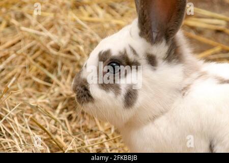 domestic rabbit (Oryctolagus cuniculus f. domestica), young rabbit in the straw, portrait Stock Photo