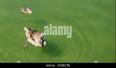 Mother and baby duck swimming togheter in a pond Stock Photo