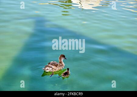 Mother and baby duck swimming togheter in a pond Stock Photo