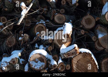 Front shot of firewood logs stacked on top of each other covered in snow. Stock Photo