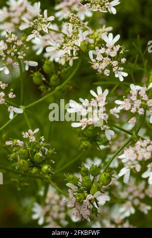 Matured Coriander bloom and seeds in kitchen garden, also known as Coriandrum sativum, cilantro, Chinese parsley or dhania, is an annual herb in the f Stock Photo