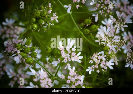 Matured Coriander bloom and seeds in kitchen garden, also known as Coriandrum sativum, cilantro, Chinese parsley or dhania, is an annual herb in the f Stock Photo