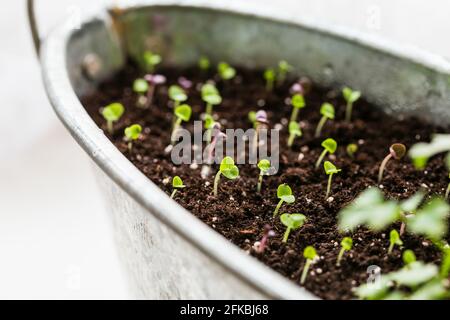 Young basil seedlings growing in the soil in a pot. New growth concept Stock Photo