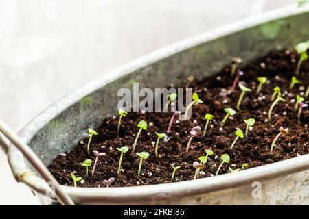 Young basil seedlings growing in the soil in a pot. New growth concept Stock Photo