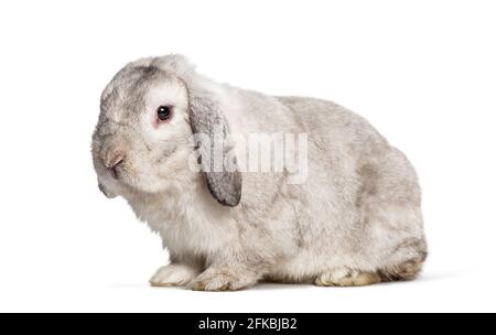 Grey Lop rabbit, isolated on white Stock Photo