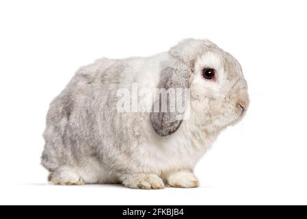 Grey Lop rabbit, isolated on white Stock Photo