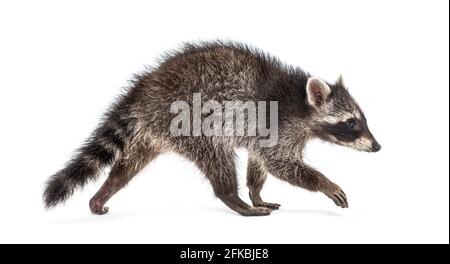 Side view of a young walking raccoon isolated on white Stock Photo