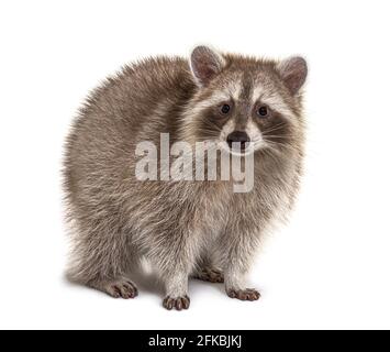 Red Raccoon standing and facing at the camera isolated on white