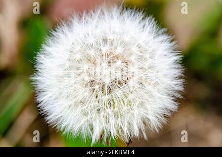 Close up view of a dandelion (or taraxacom the latin name) seed head with seeds attached to fluffy white parachutes. Stock Photo
