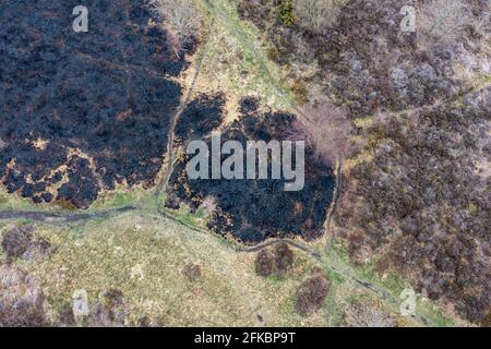 Drone view of recent arson attack at Waldridge Fell. Site of Special Scientific Interest in County Durham. Scorched black heather and gorse bushes Stock Photo
