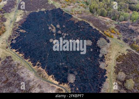 Drone view of recent arson attack at Waldridge Fell. Site of Special Scientific Interest in County Durham. Scorched black heather and gorse bushes Stock Photo