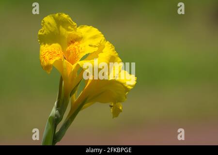 Beautiful and bright Yellow Canna flowers in full bloom during the day and in bright sunlight in the garden at Mangalore in Karnataka, India. Stock Photo