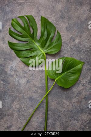 monstera leaf tropical plant on gray background Stock Photo