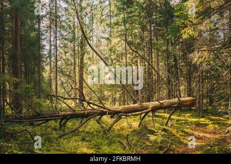 Fallen Old Tree In Coniferous Forest After Strong Hurricane Wind. European Green Coniferous Forest Stock Photo