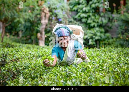 Tea picker woman working on tea plantations near Maskeliya in the Central Province of Sri Lanka, Asia Stock Photo