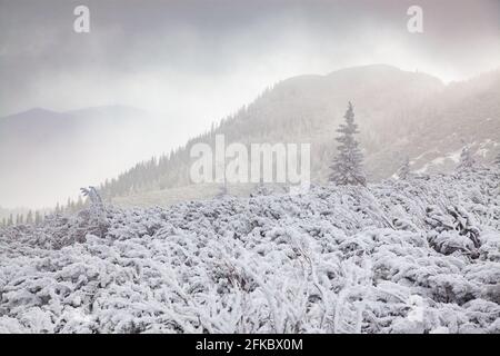 Ceahlau Massif in winter, Eastern Carpathians, Neamt County, Moldavia, Romania, Europe Stock Photo