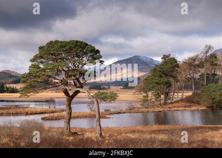 Scots Pine trees on the shores of Loch Tulla in winter in the Scottish Highlands, Scotland, United Kingdom, Europe Stock Photo