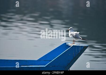 Scenic landscape with a blue 'Plava' the old traditional Greek fishing boat on the waters of Lake Orestiada in Kastoria, Western Macedonia Greece. Stock Photo