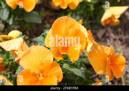 Beautiful orange pansies flowers close up. Spring theme background. Stock Photo