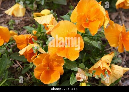 Beautiful orange pansies flowers close up. Spring theme background. Stock Photo