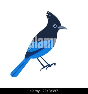 Steller's jay, Cyanocitta stelleri is a bird native to western North America. Blue bird Cartoon flat beautiful character of ornithology, vector Stock Vector