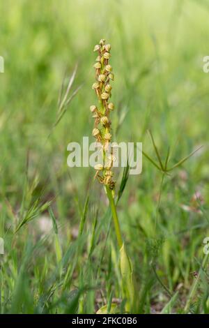 Man orchid, Wild orchid, Orchis anthropophora, Aceras anthropophorum, Andalusia, Southern Spain. Stock Photo