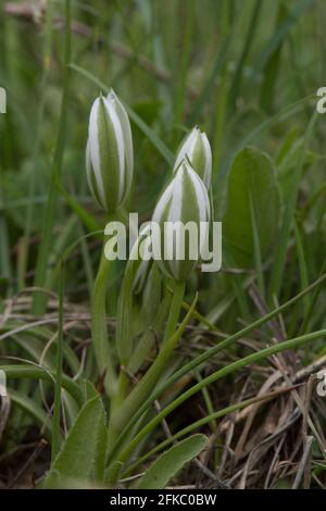 Closed Garden star-of-Bethlehem, grass lily, Ornithogalum umbellatum, wildflower in Andalusia, Spain. Stock Photo