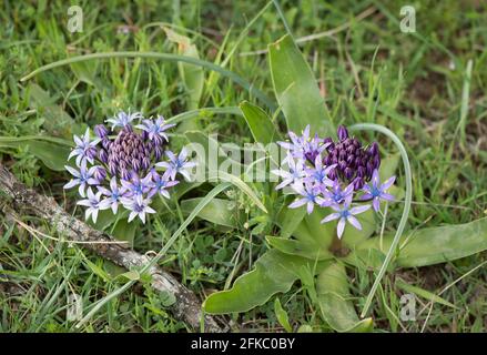 Peruvian Lily, Scilla peruviana in a meadow in Andalusia, Spain Stock Photo