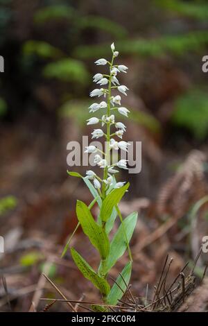 Narrow-leaved Helleborine or Sword-leaved Helleborine, Cephalanthera longifolia, Andalusia, Spain. Stock Photo