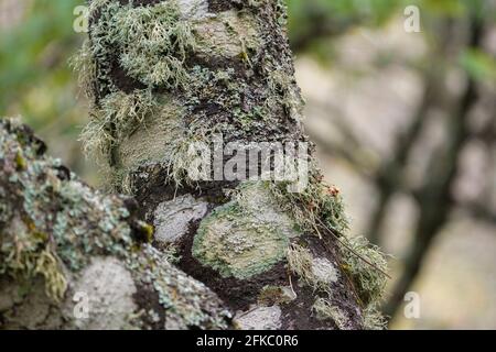 Leafy foliose lichen living on trunk of pine tree, Andalusia, Spain. Stock Photo