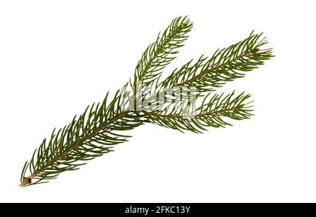 Coniferous branch isolated on white background. Christmas tree needles. Thorny pine branch. Needle isolate. Stock Photo