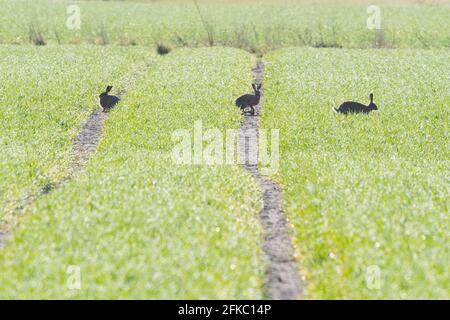 Brown hares in young arable crops - Scotland, UK Stock Photo