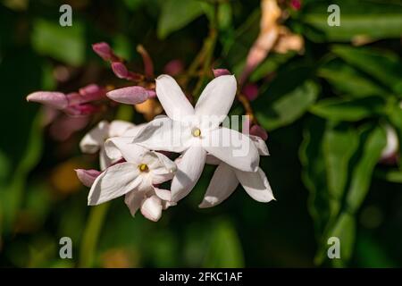 Jasmine flower (Jasminum officinale), blooming with green leaves background Stock Photo