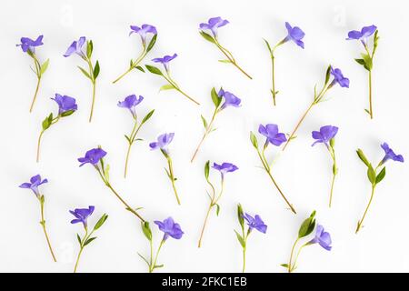 Flowers texture. Purple periwinkle flowers pattern on a white background. Stock Photo