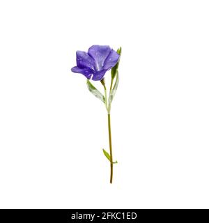 Beautiful blue periwinkle flower with isolated on white background. Purple flower. Stock Photo